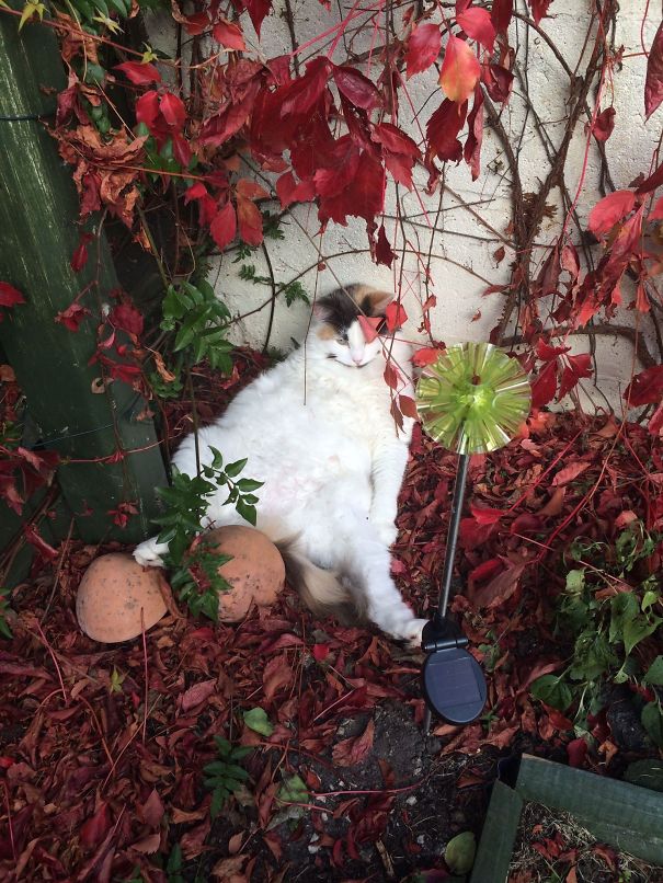 After Too Much Mouse Wine