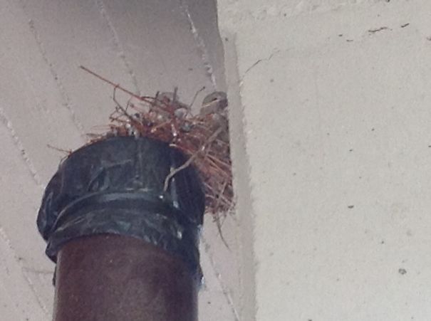 Turtledoves On Top Of Unused Stove Pipe
