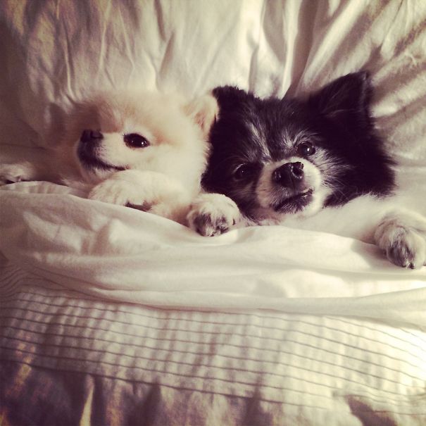 Krystal And Boggie Snuggle Time