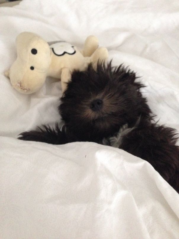 Sleepy Little Elvis In Bed