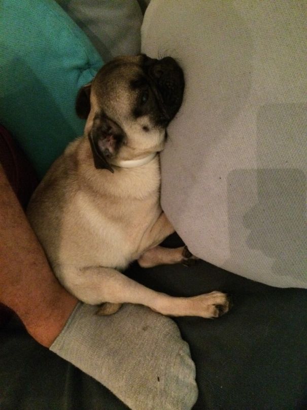 There's No Place He Cant Sleep!