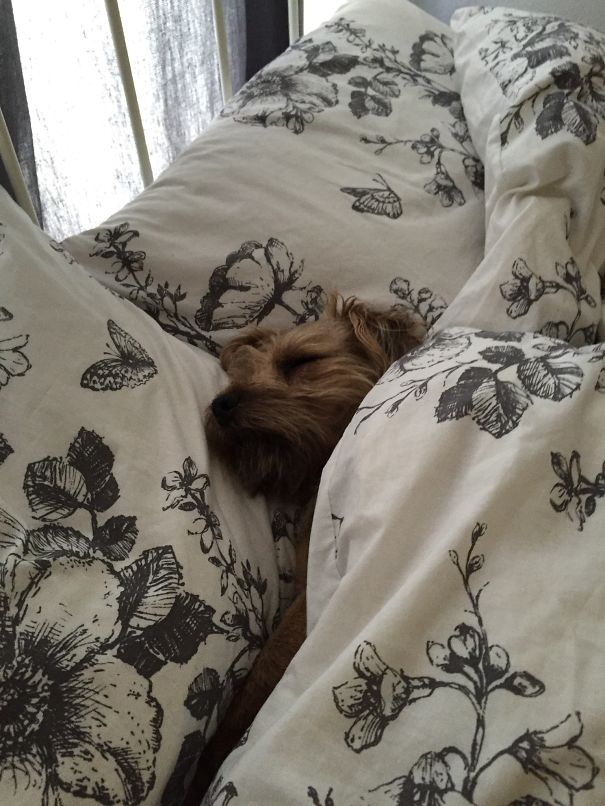 @ollietheborderterrier Having A Lie In!