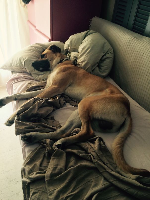 Carlo To Destroy Humanity