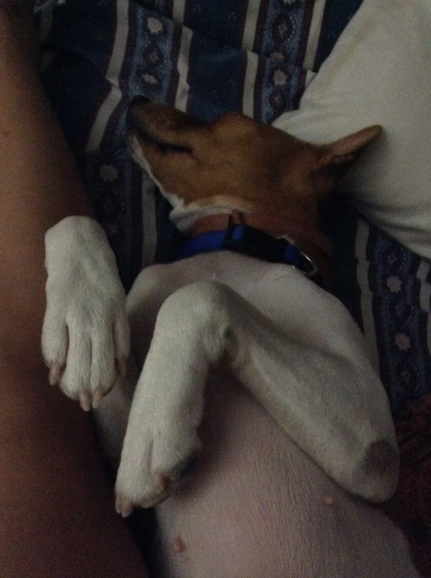 Loki The Basenji Goes To Bed