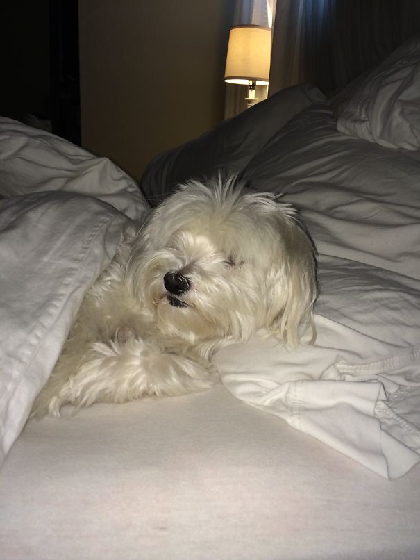 Spotty The Maltese Is Tired