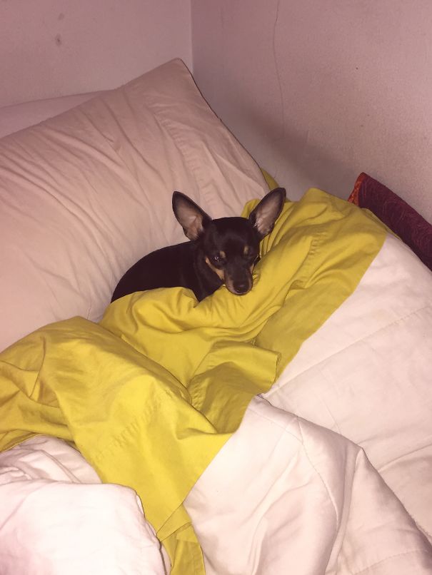 Olivia Hijacks My Bed Again