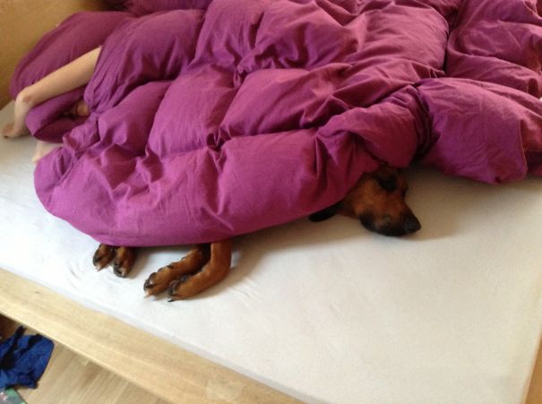 Bodo Vom Mischwald: Forrest Or Bed? Bed!