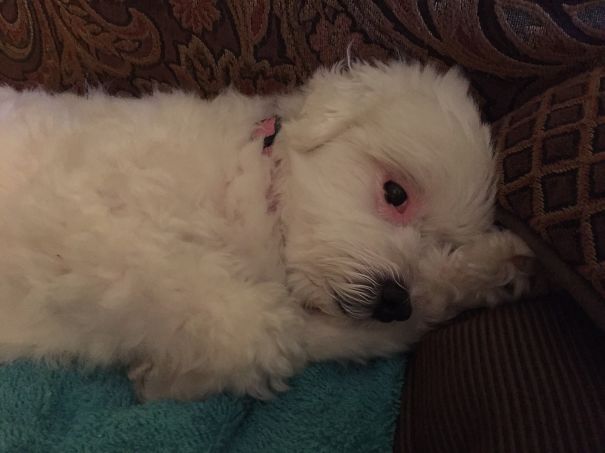 Gigi In Bed Laying On Her Arm.