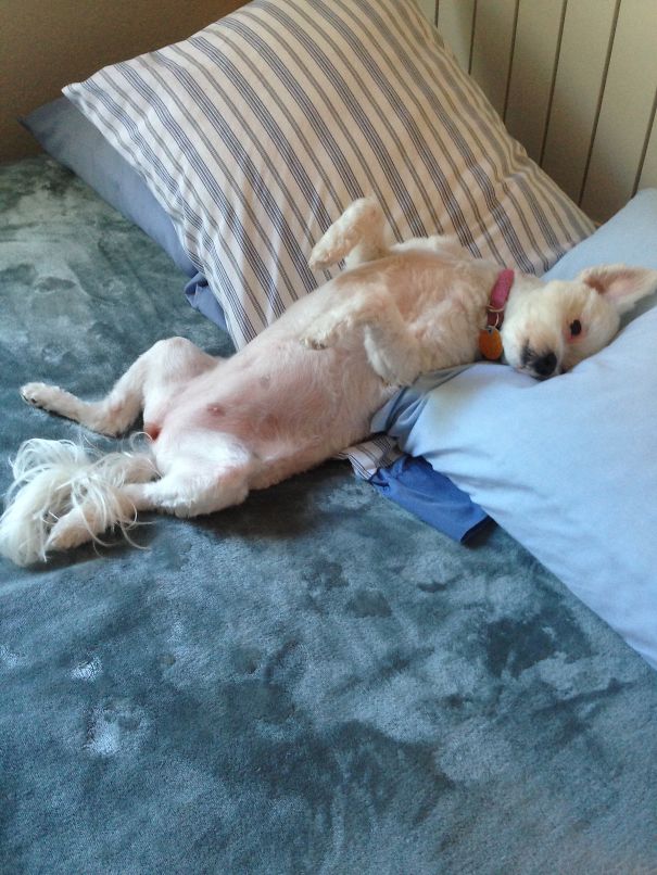Gigi Laying In A Neighbor's Bed!