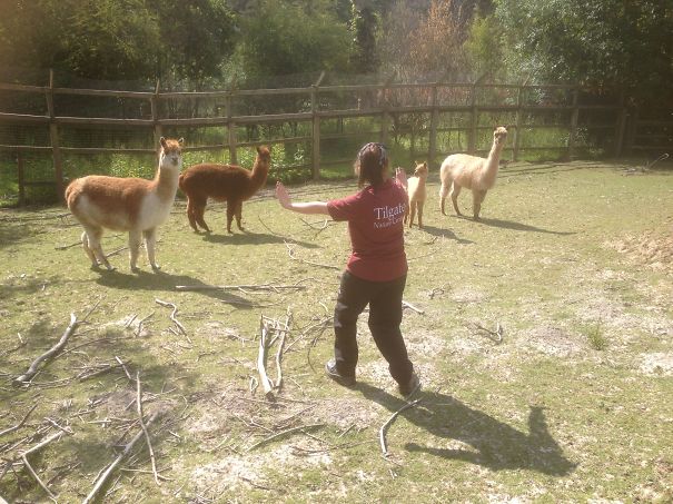 Stand Down, Alpacas! You Ferocious Beasts!