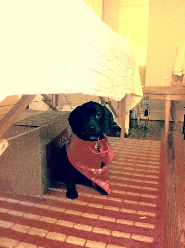 Gypsy Awaits The Next Massage Client