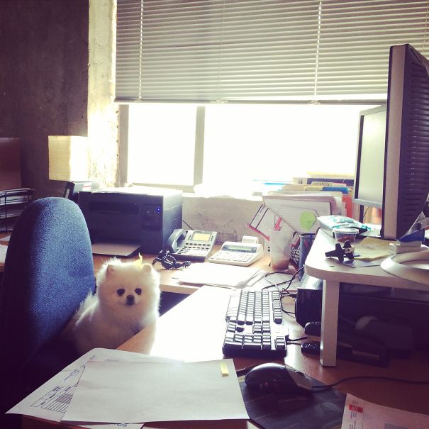 We Have A New Office Intern