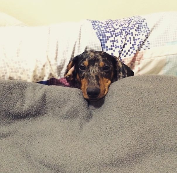 Milo Is All Wrapped Up And Ready To Sleep..zzzz..