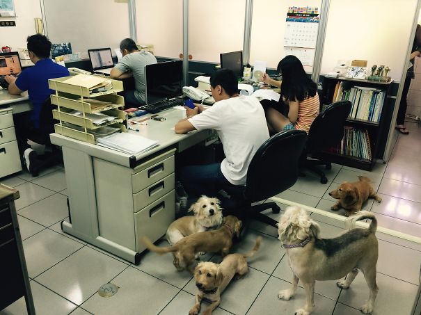 My 5 Dogs Office Time With Us~