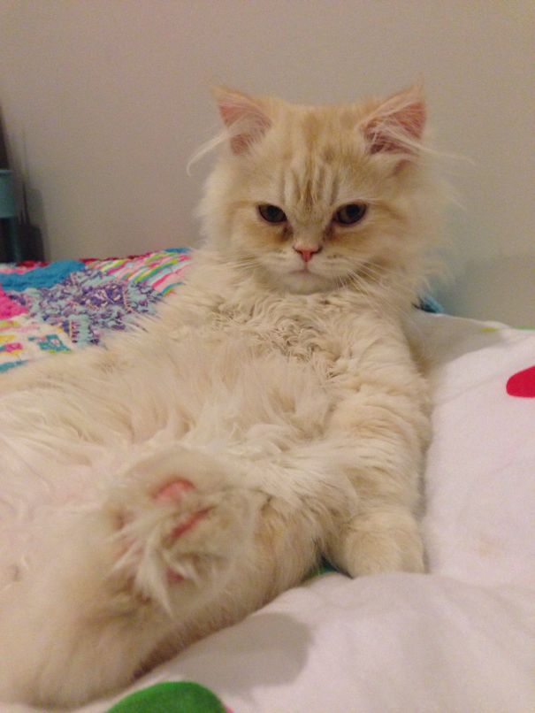 My Cat Should Be On The Cover Of Vogue