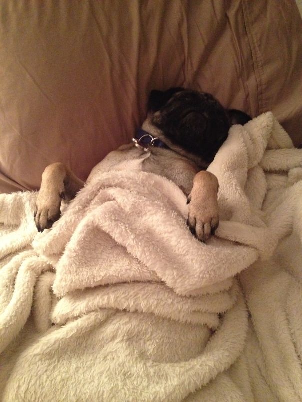 Lola Belle On Snooze. :)