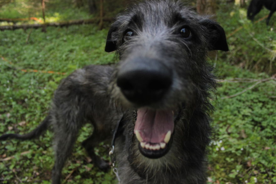 My Favorite Pictures From My Dog-walking Adventures