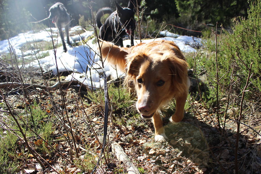 My Favorite Pictures From My Dog-walking Adventures