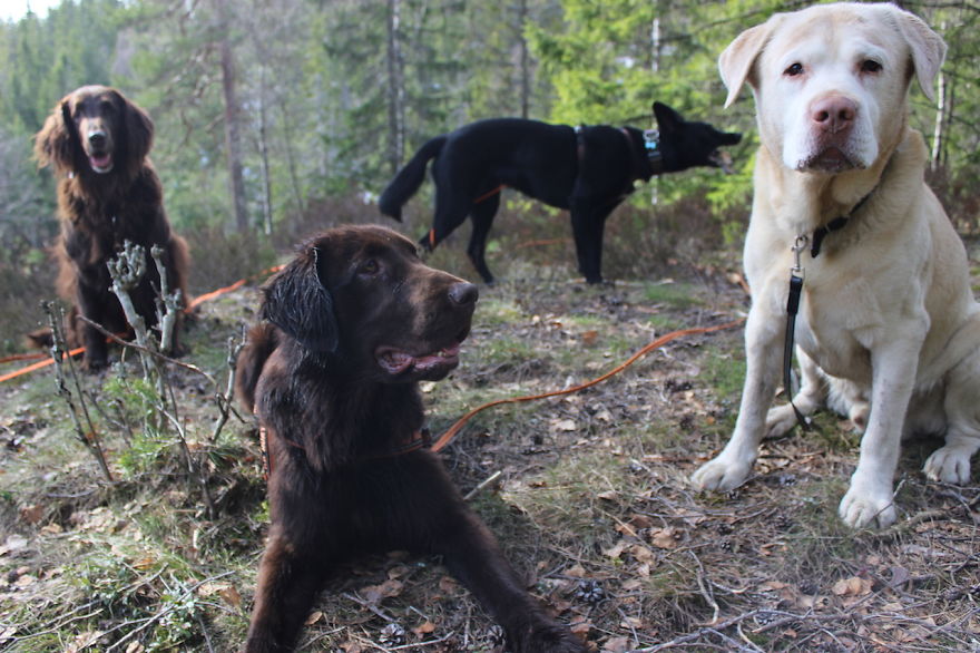 My Favorite Pictures From My Dog-walking Adventures