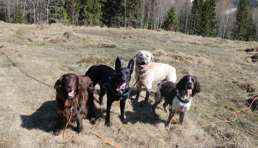 My Favorite Pictures From My Dog-walking Adventures My Favorite Pictures From My Dog-walking Adventures