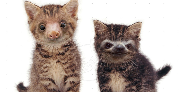 Slittens: Kittens And Sloths Together At Last