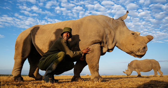 Rangers Protect The Last Remaining Male Northern White Rhino In The World