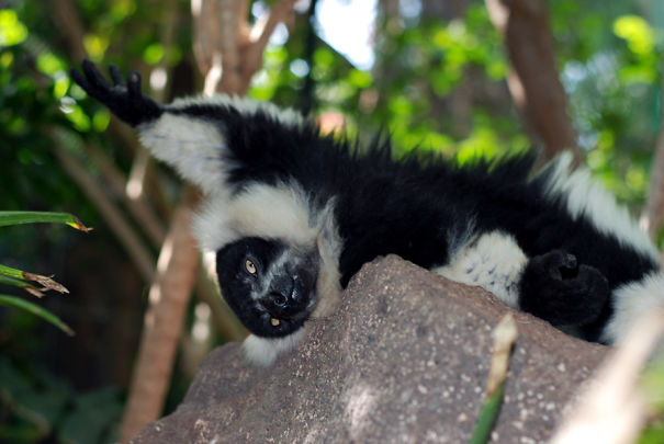 Posing Ruffed Lemur From Fuerteventura Oasis Park.