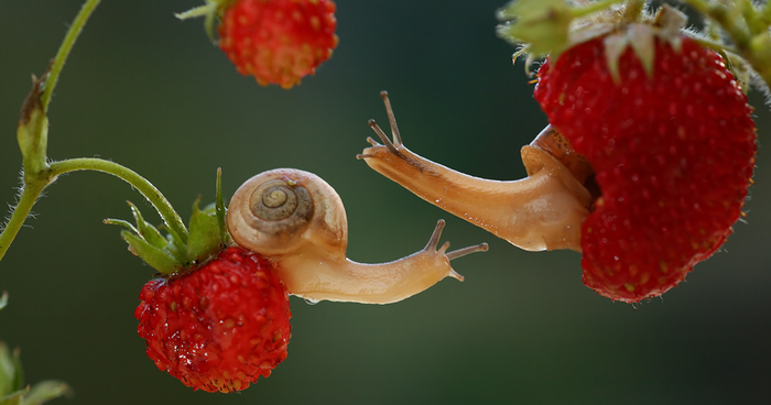 Magical Macro World Of Snails And Bugs By Vadim Trunov