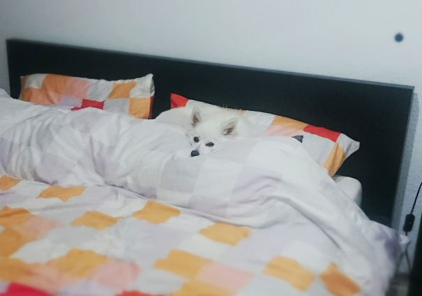 Mum's Pillow Is Way More Comfy