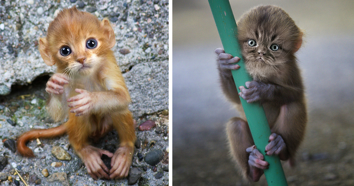Mittens: Cute Monkey-Kitten Hybrids