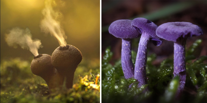 The Mystical World Of Mushrooms Captured In Photos