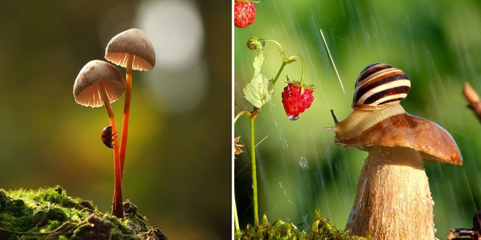A Magical World Of Mushrooms By Vyacheslav Mishchenko