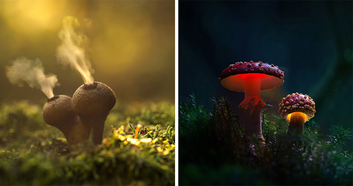 Glowing Mushrooms Come To Life In A Fairytale World By Martin Pfister