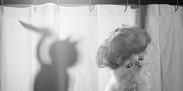 Napoleon The Cat And His Awesome Adventures