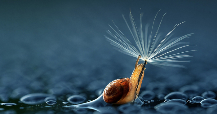 23 Animals With Natural Umbrellas