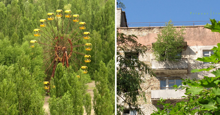 Life In Chernobyl After The Accident: Nature Wins The Battle Against Civilization