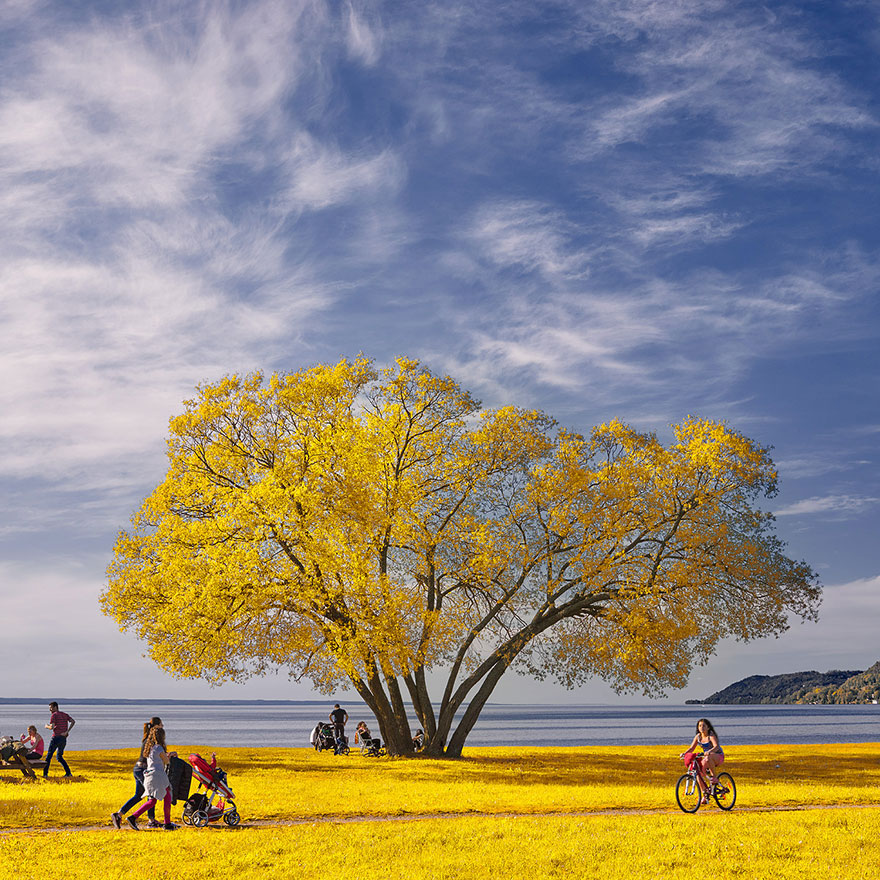 nature-photography-solitary-broccoli-tree-patrik-svedberg-sweden
