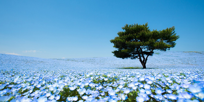 4.5 Million Baby Blue Eyes In Hitachi Seaside Park In Japan