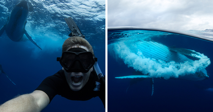 Swimming With Gentle Giants