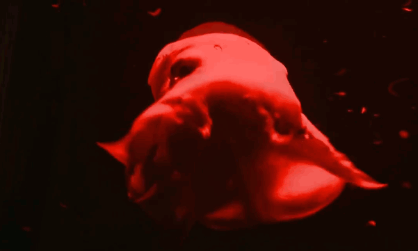 octopus-adoriblis-pacman-ghost-4