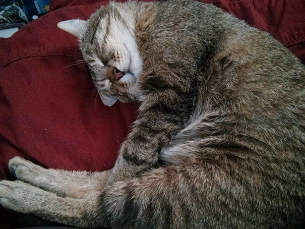 Meet Floyd. This 6 Year Old Looker Was At The Shelter For Months