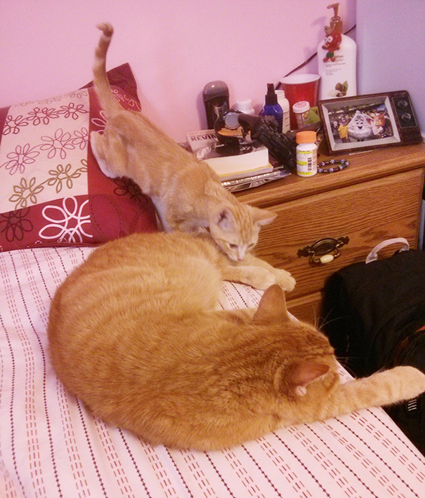 We Went To Adopt An Older Rescue Cat, So We Have Two New Additions To The Family