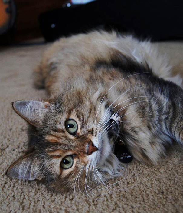 Zeta Is About 15 Years Old Now And I Adopted Her 5 Years Ago From The Vet Clinic I Worked At