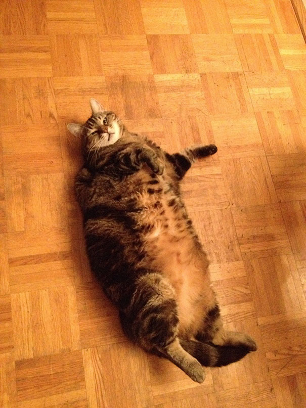 Just Adopted My First Cat. He Is 11 Years Old