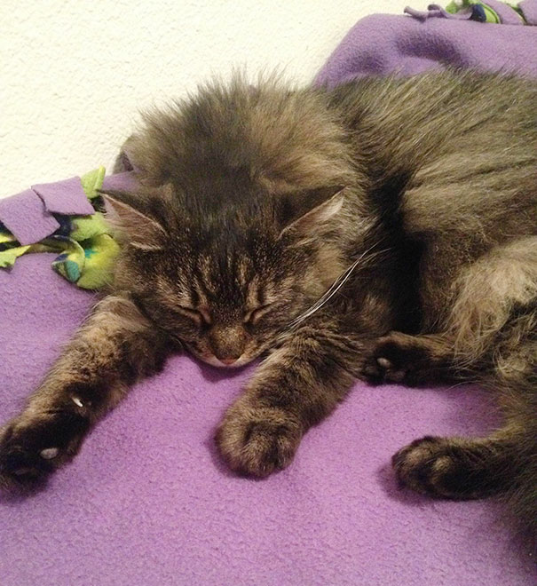 8 Year Old Cat I Adopted Today. She Won't Leave My Side