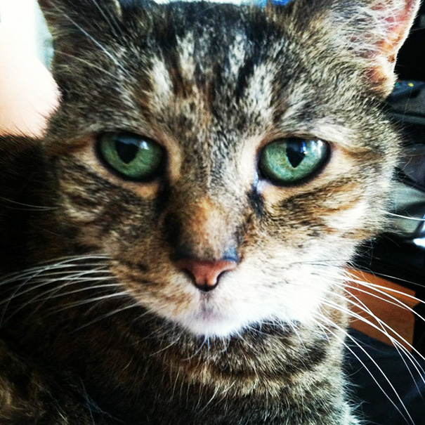 This Is Bailey, My Recently Adopted 14 Year Old Cat