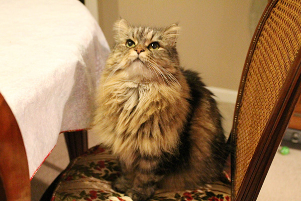 I Finally Adopted My First Cat. She's 5 Years Old But Still Looks Like A Kitten