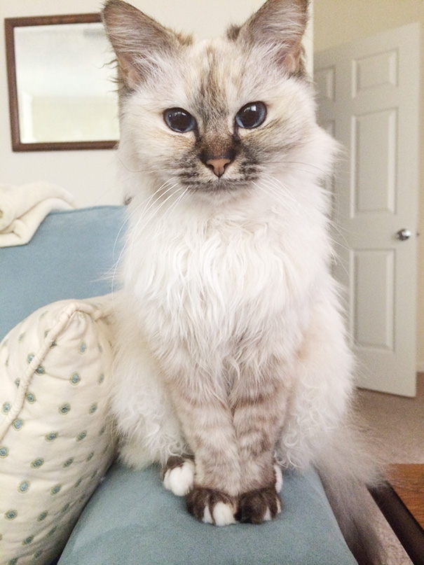 Adopted At 10 Years Old, Meet Lil' T