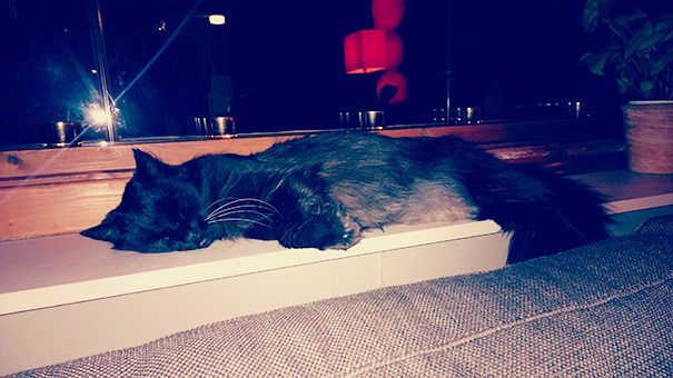 My So And I Adopted A 10+ Year Old Cat Who Used To Live In The Park