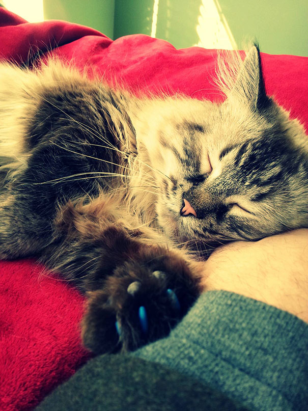 We Adopted A 7 Year Old Cat. Meet Ethan